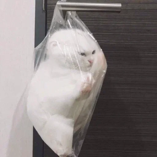 🥺 Стикер «Кошки и котята» для Telegram