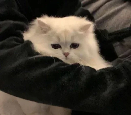 🥺 Стикер «Кошки и котята» для Telegram