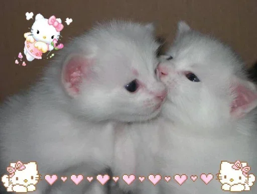 😻 Стикер «Кошки и котята» для Telegram
