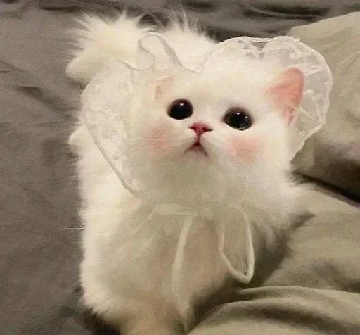 🥺 Стикер «Кошки и котята» для Telegram
