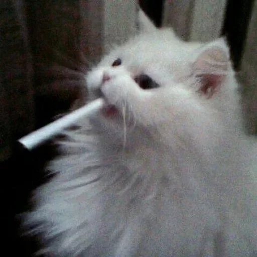 🚬 Стикер «Кошки и котята» для Telegram