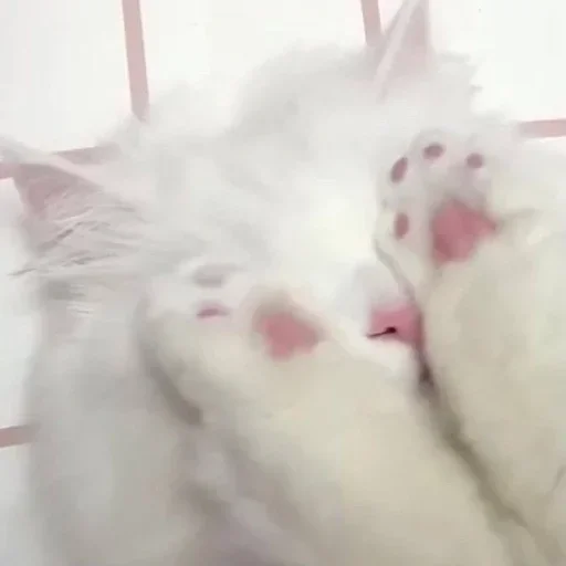 🥺 Стикер «Кошки и котята» для Telegram