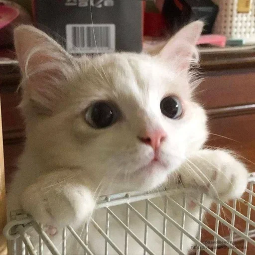 🥺 Стикер «Кошки и котята» для Telegram