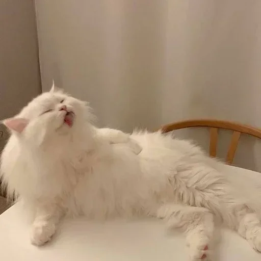 🥺 Стикер «Кошки и котята» для Telegram