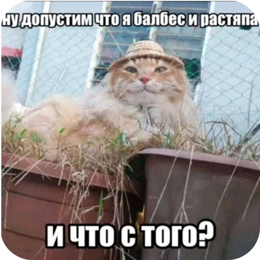 🖼 Стикер «Shao» для Telegram