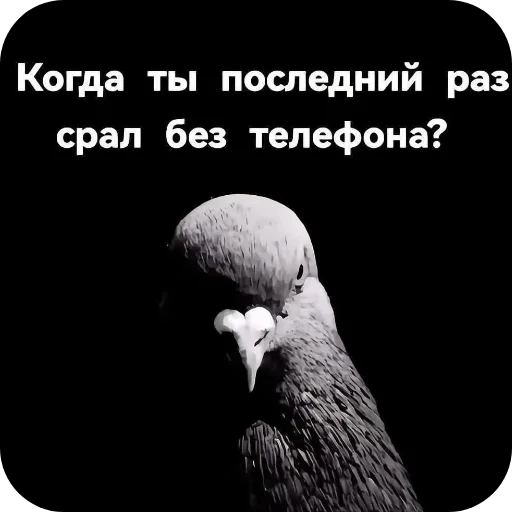 🐦 Стикер «Shao» для Telegram