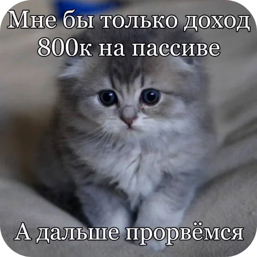 🐱 Стикер «Shao» для Telegram