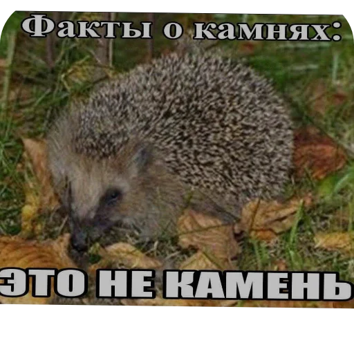 🖼 Стикер «Shao» для Telegram