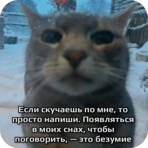 🐱 Стикер «Shao» для Telegram