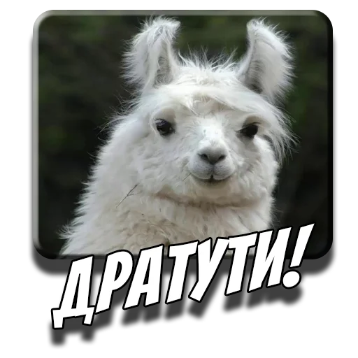✋ Стикер «Альпаки» для Telegram