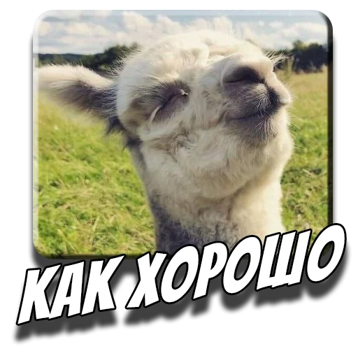 ☺️ Стикер «Альпаки» для Telegram