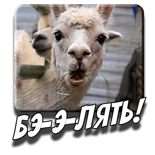 🤦 Стикер «Альпаки» для Telegram