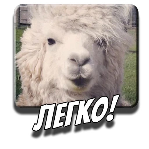 💁‍♀️ Стикер «Альпаки» для Telegram