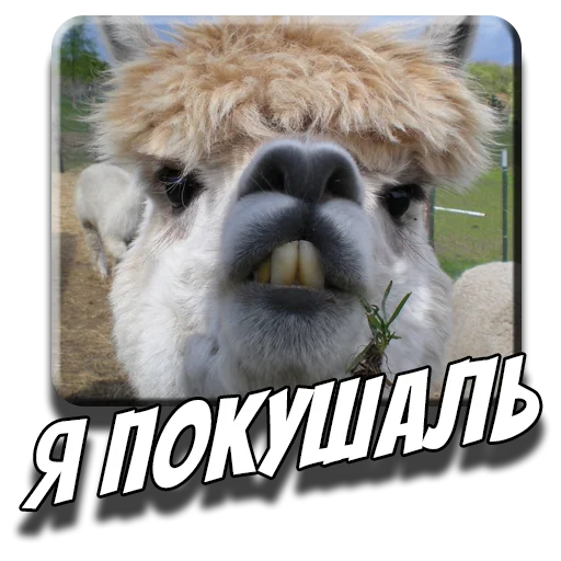 😋 Стикер «Альпаки» для Telegram