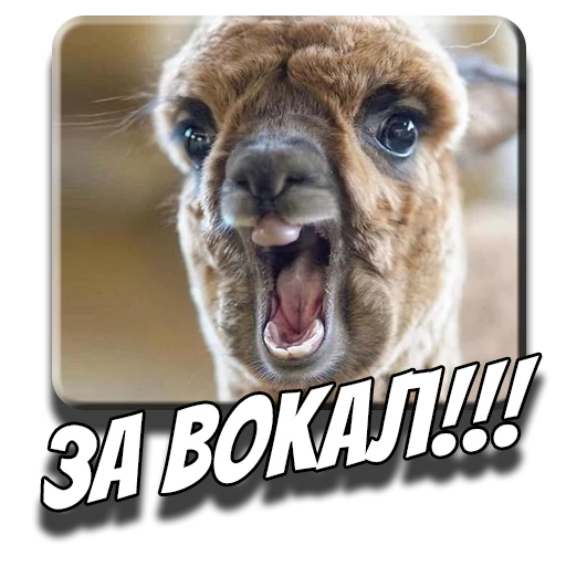 🎶 Стикер «Альпаки» для Telegram