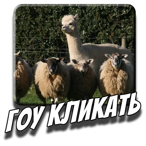 💻 Стикер «Альпаки» для Telegram