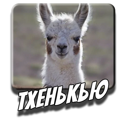 ☺️ Стикер «Альпаки» для Telegram
