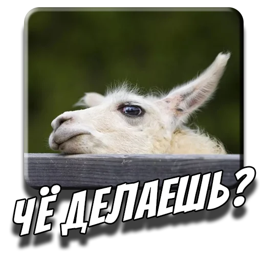 😬 Стикер «Альпаки» для Telegram