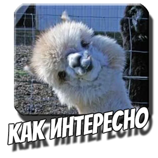 🦙 Стикер «Альпаки» для Telegram