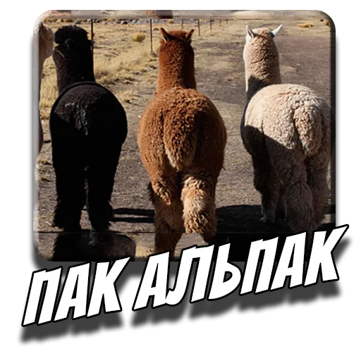 🦙 Стикер «Альпаки» для Telegram