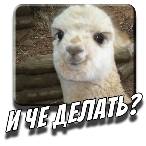 🤔 Стикер «Альпаки» для Telegram
