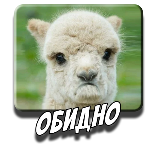 😕 Стикер «Альпаки» для Telegram