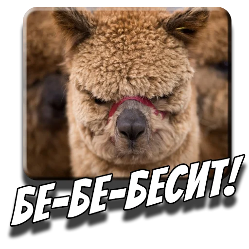 😡 Стикер «Альпаки» для Telegram