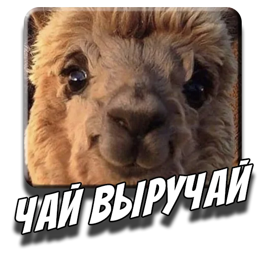 🍵 Стикер «Альпаки» для Telegram