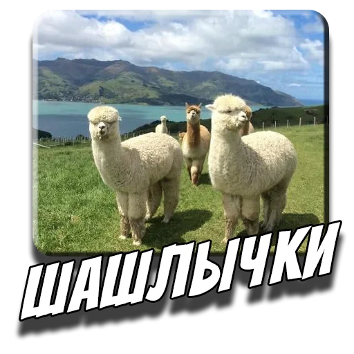 🍖 Стикер «Альпаки» для Telegram