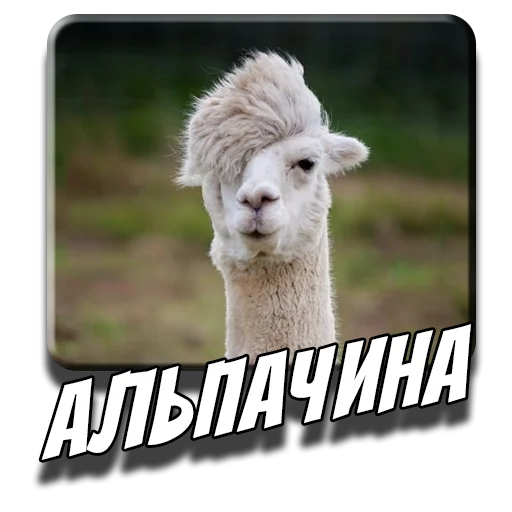 🦙 Стикер «Альпаки» для Telegram