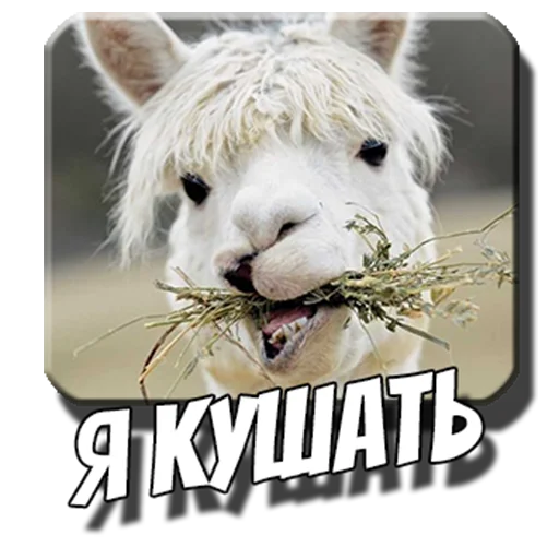 Стикерпак Альпаки для Telegram — скачать
