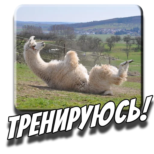 🏋️‍♀️ Стикер «Альпаки» для Telegram