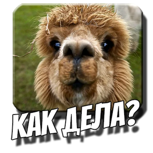 🙃 Стикер «Альпаки» для Telegram