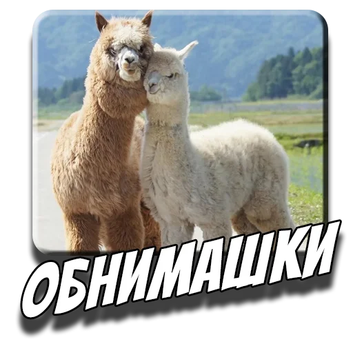 🫂 Стикер «Альпаки» для Telegram