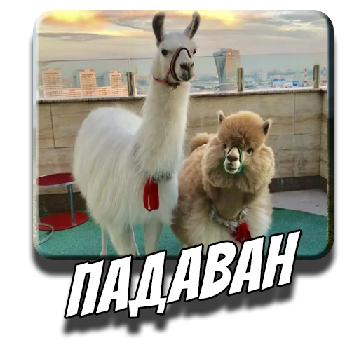 👨‍🏫 Стикер «Альпаки» для Telegram