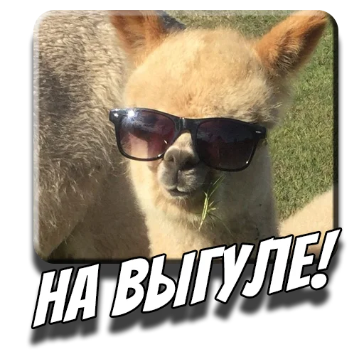 🚶‍♀️ Стикер «Альпаки» для Telegram
