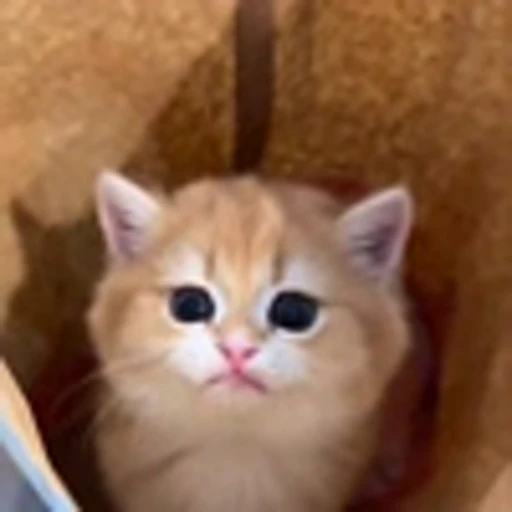 🤩 Эмодзи «Четырёх лапые братья» для Telegram