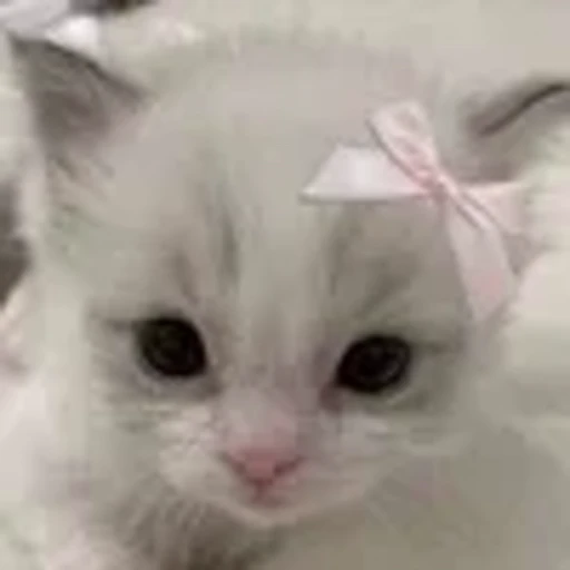🤍 Эмодзи «dasssha» для Telegram