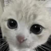 🥹 Эмодзи «dasssha» для Telegram
