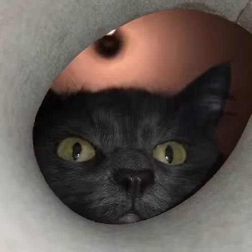 😻 Стикер «Гифки» для Telegram