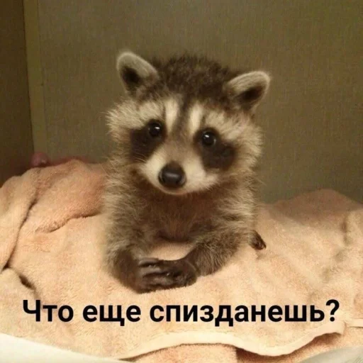 🤩 Стикер «Котишки» для Telegram