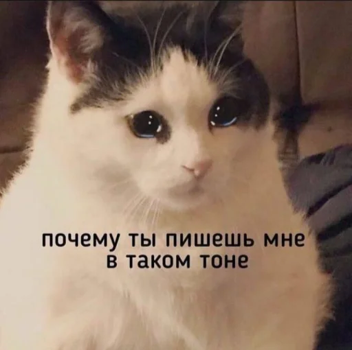 🤩 Стикер «Котишки» для Telegram
