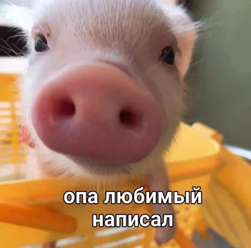 🤩 Стикер «Котишки» для Telegram
