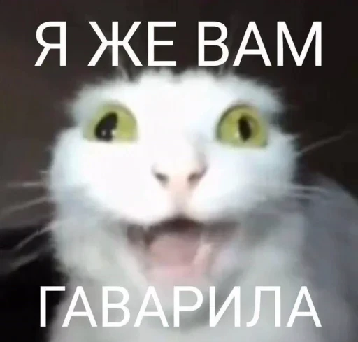 🤩 Стикер «Котишки» для Telegram