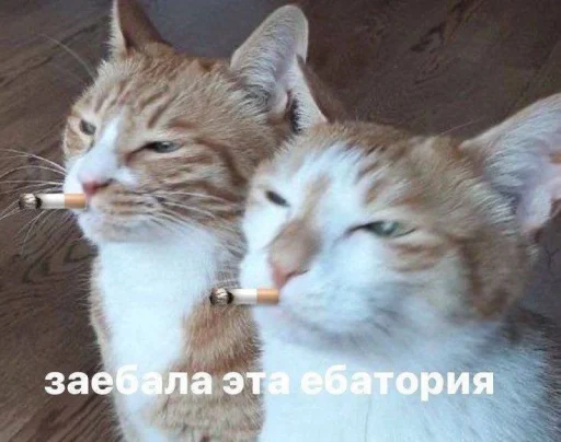 🤩 Стикер «Котишки» для Telegram