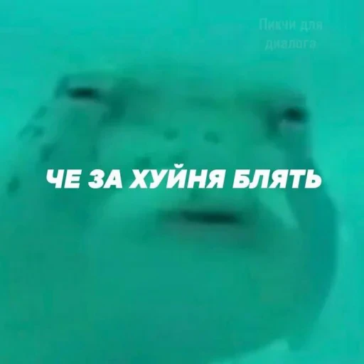🤩 Стикер «Котишки» для Telegram