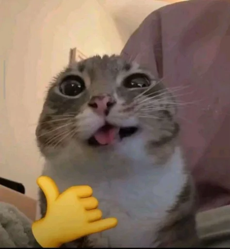 🤩 Стикер «Котишки» для Telegram