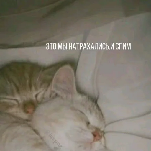 🤩 Стикер «Котишки» для Telegram