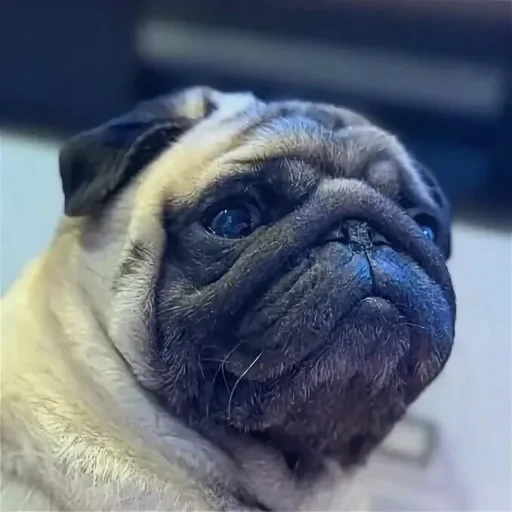 🤩 Стикер «Мопсик» для Telegram