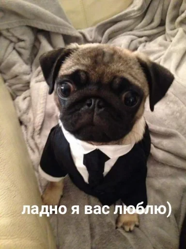 🤩 Стикер «Мопсик» для Telegram